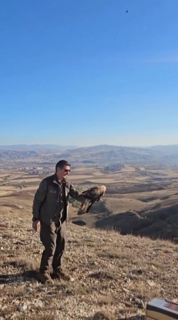 Sivas’ta bitkin halde bulunan şahin, yeniden doğaya salındı
