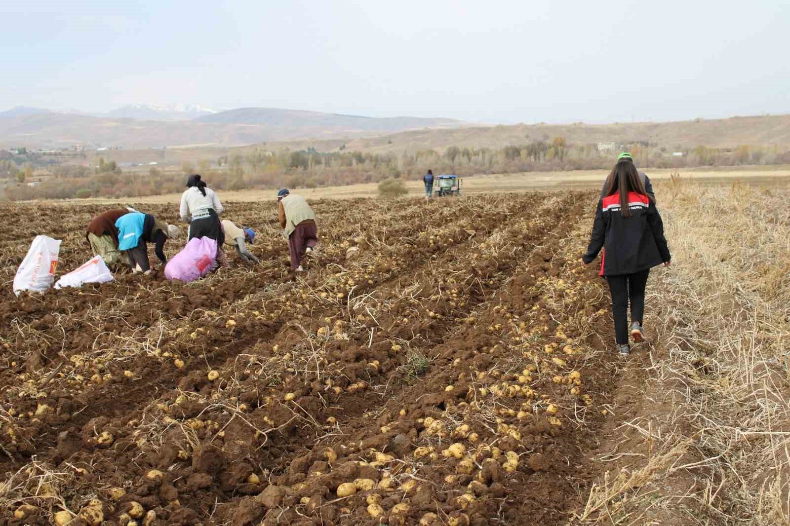 Tercan Ovası&rsquo;nda kışlık patates bereketi
