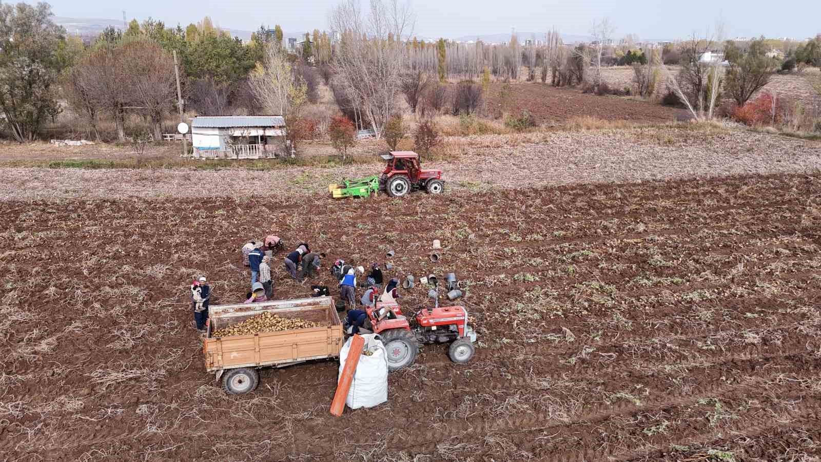 Türkiye’de sezonun son patatesleri Sivas’ta sökülüyor
