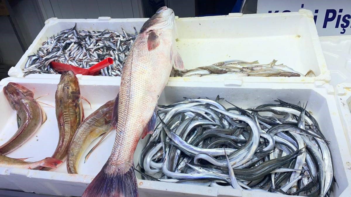 Oltayla yakalanan deniz levreği 9 bin liraya satıldı
