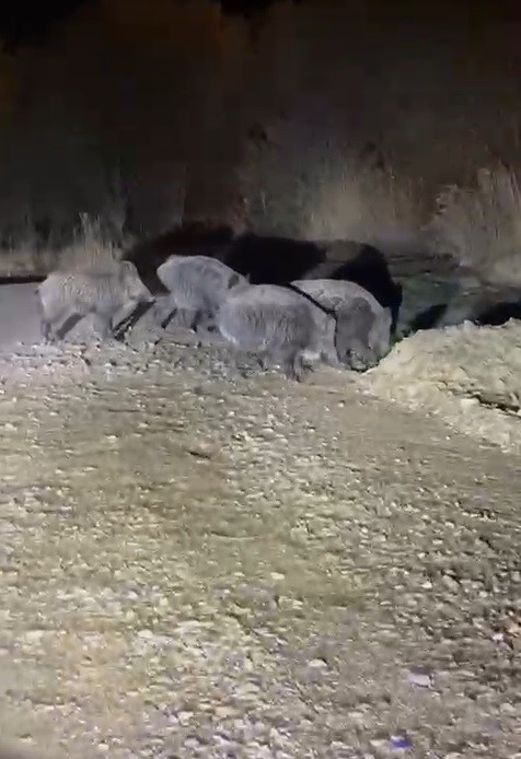 Bayburt’ta gece yarısı domuz paniği: "Geliyorlar" diyerek kaçtılar
