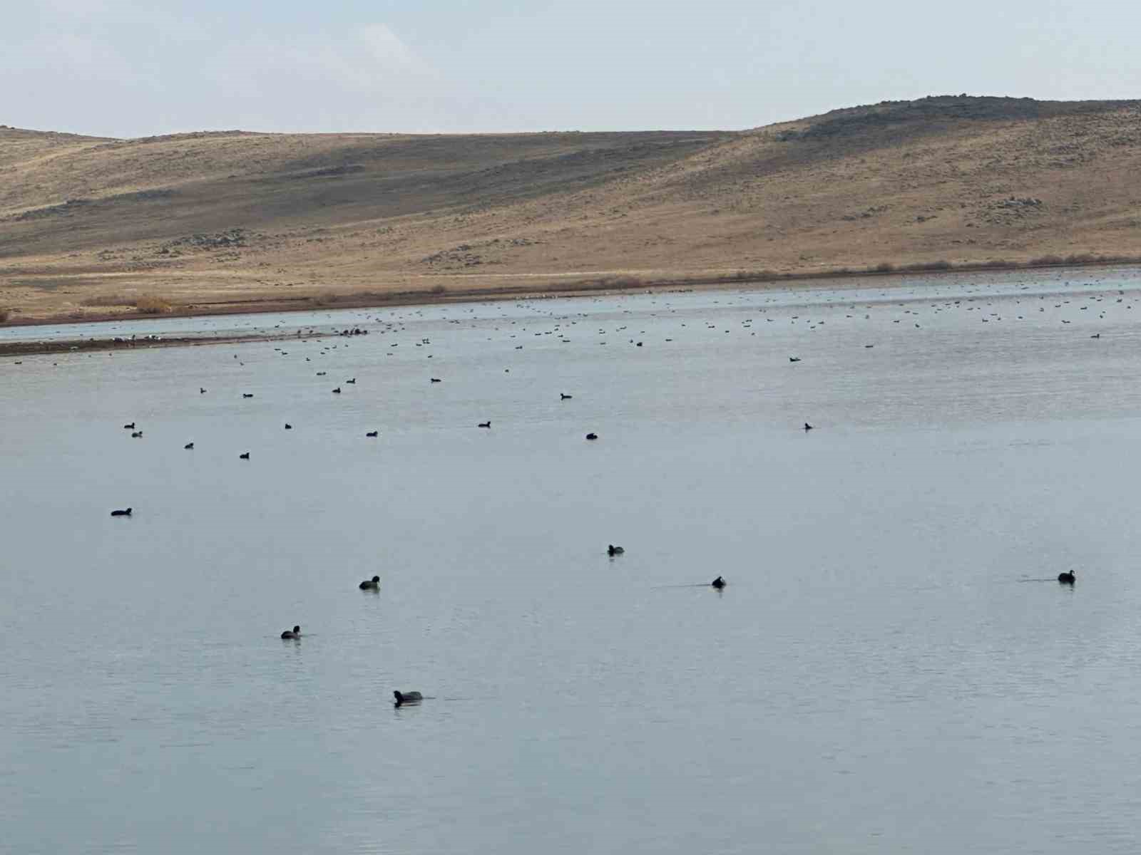 Köyceğiz Göleti’nde yaban ördeklerinden görsel şölen
