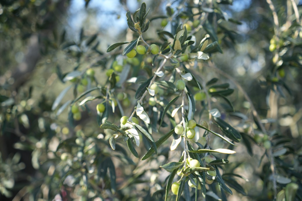 Zeytin hasadıyla tatil buluştu: Ayvalık ara tatilin gözdesi oldu