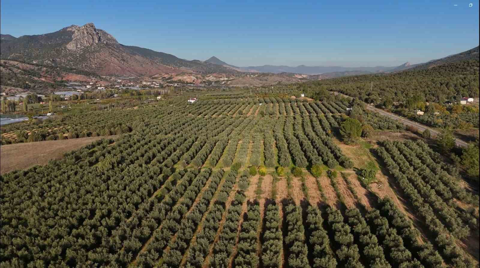 Eskişehir’in Akdeniz’inde zeytinyağının soğuk sıkım yolculuğu
