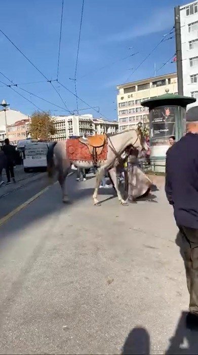 Şehir merkezinde gezdirilen atlar vatandaşları meraklandırdı
