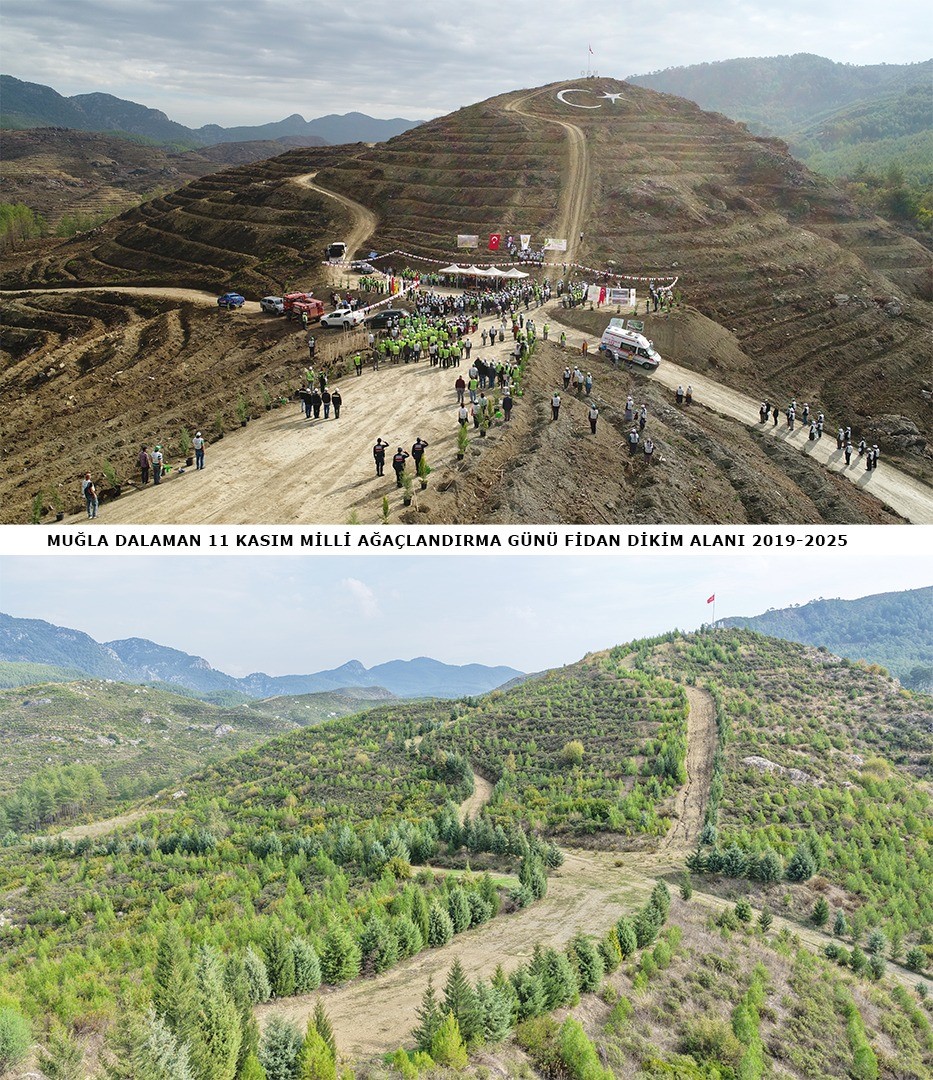Dalaman’da 6 yıl önce dikilen fidanlar ormana dönüştü
