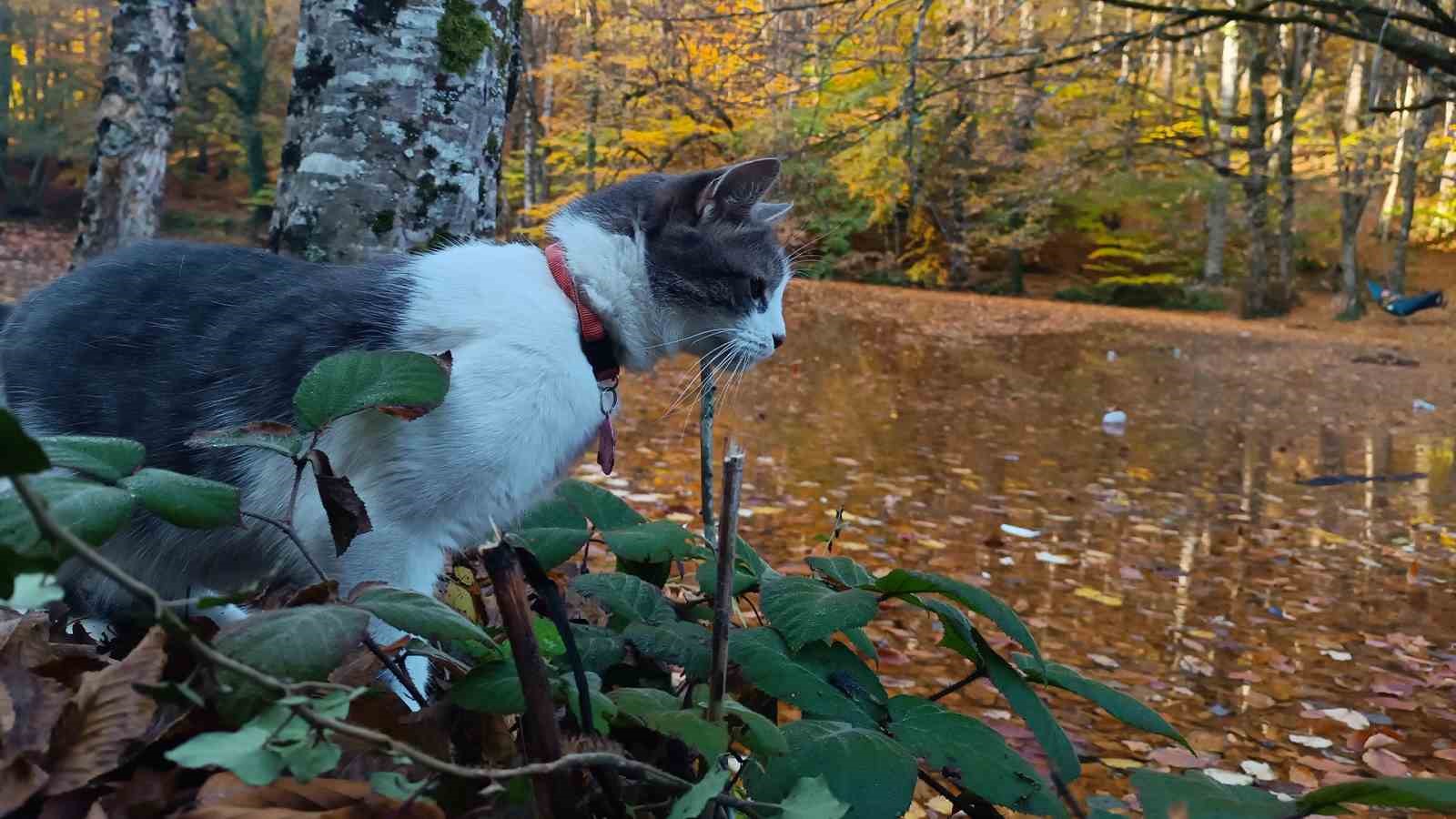 Yedigöller Milli Parkı ziyaretçi akınına uğradı
