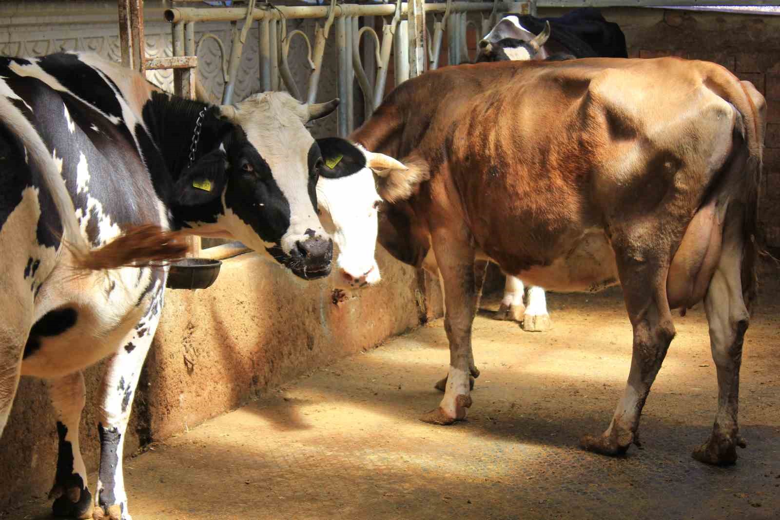 Şapa karşı &rsquo;hayvanlara k&uuml;fl&uuml; domates yedirmeyin, idrar i&ccedil;irmeyin&rsquo; uyarısı
