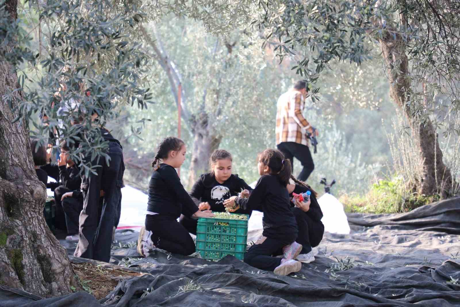 Geleceğin çiftçileri zeytin hasadında
