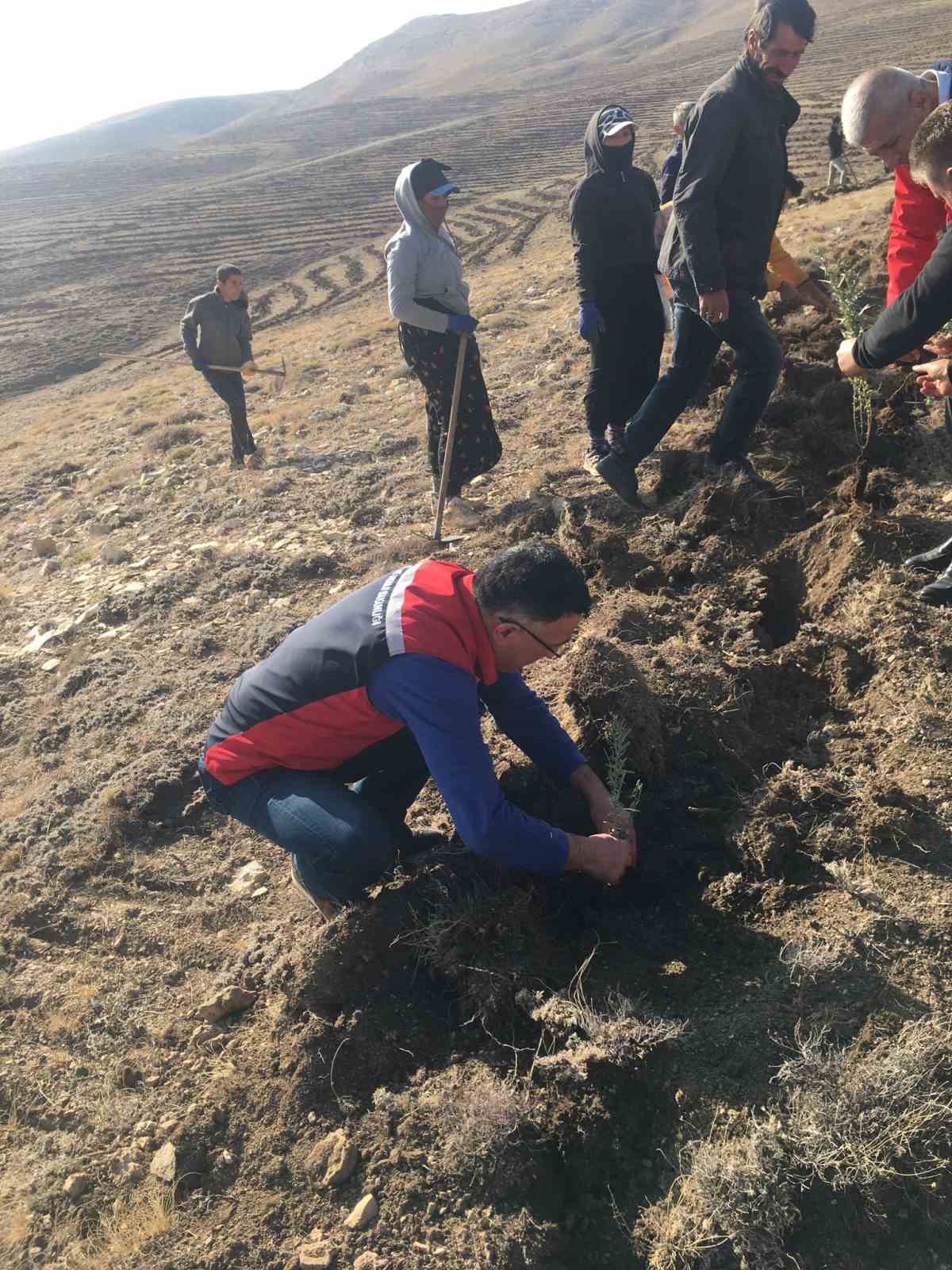 Sivas’ta meralar on binlerce tuz çalısı ile yeşerecek