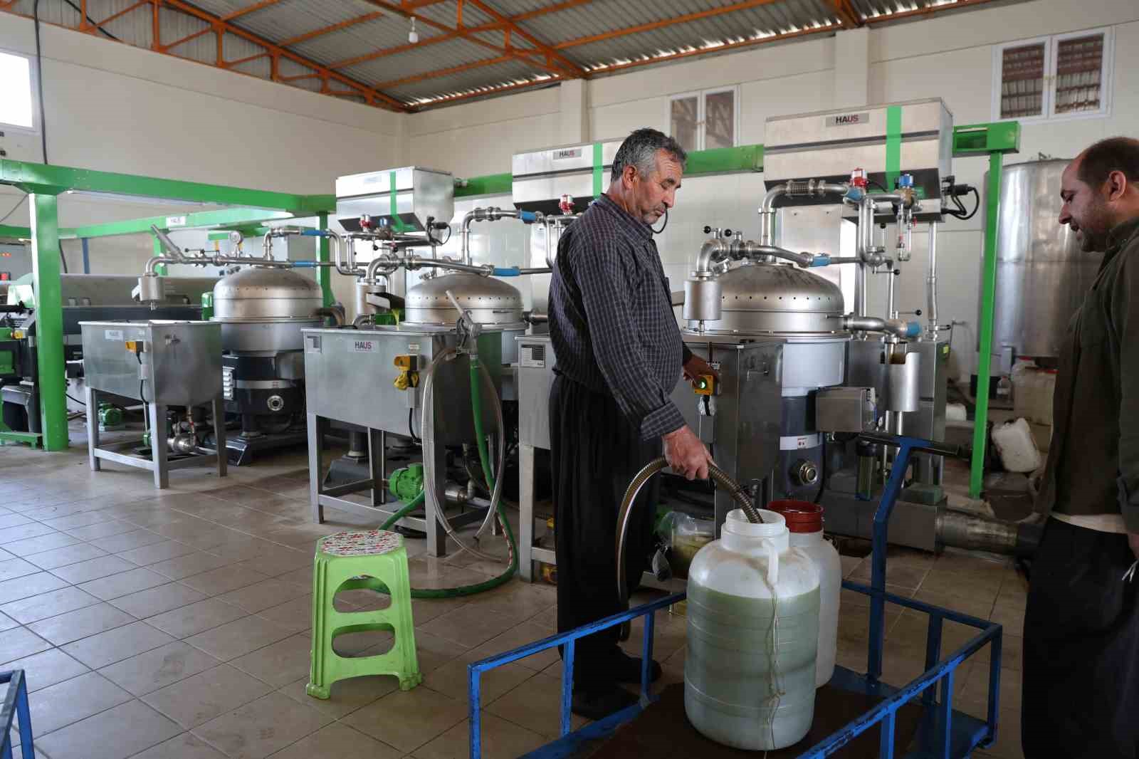 Adana’da zeytinin yağ yolculuğu başladı
