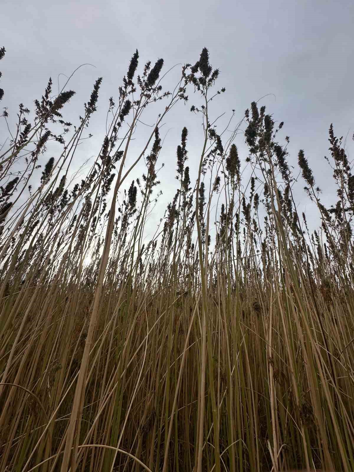 Kulu’da endüstriyel kenevirin hasadı başladı
