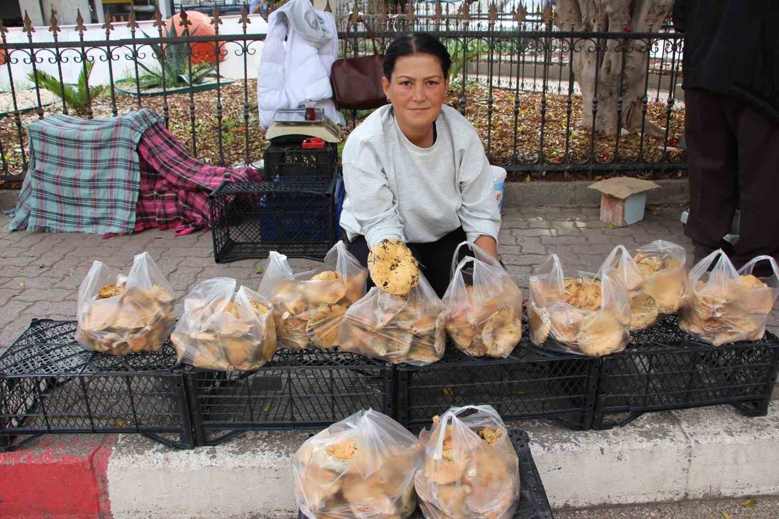 Ormanda sağanak yağmur altında kendiliğinden yetişiyor, kilogramı 350 TL’den satılıyor
