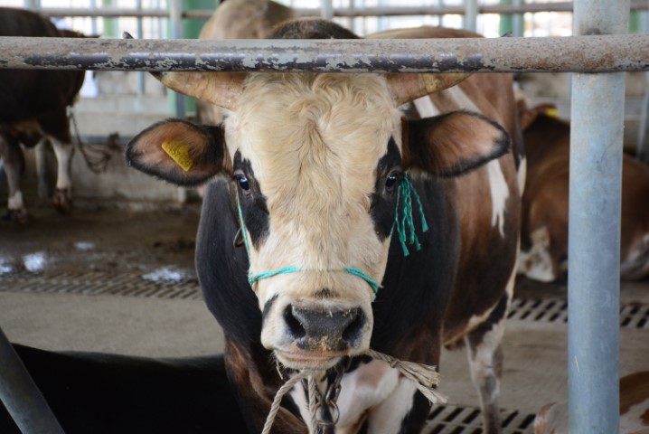 Uzmanından ’Deli dana’ uyarısı