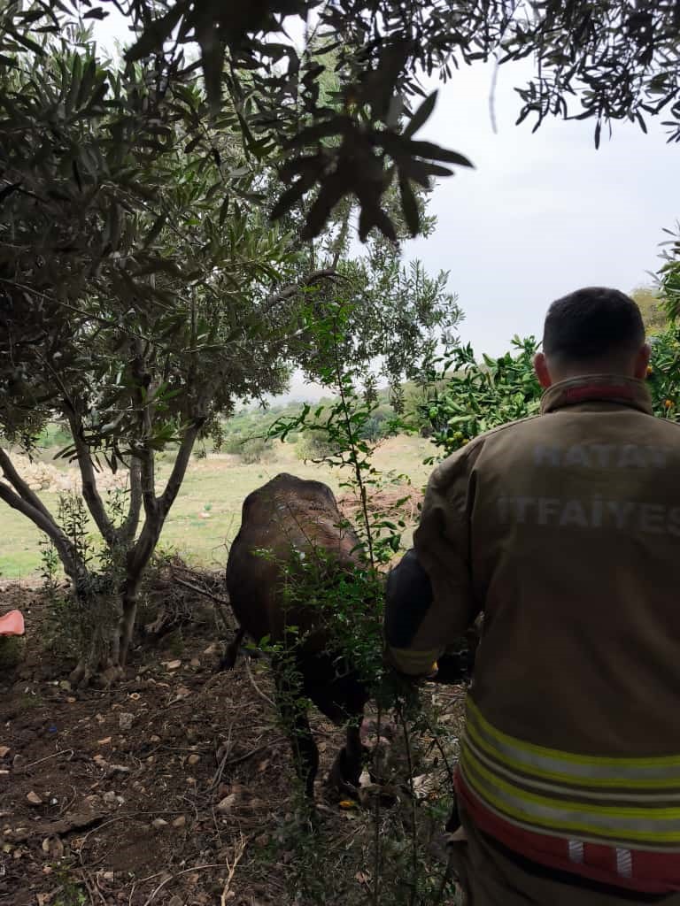 Kuyuya düşen ineği itfaiye kurtardı