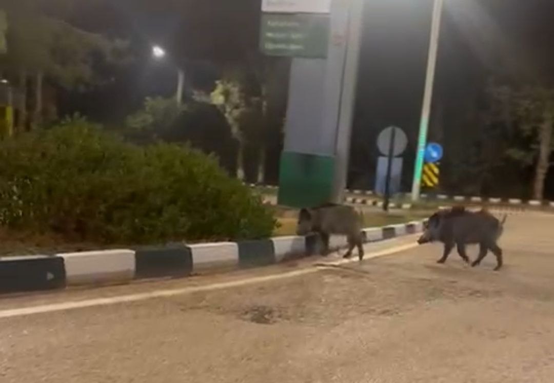 Çukurova Üniversitesi yerleşkesine sürü halinde giren domuzlar görüntülendi
