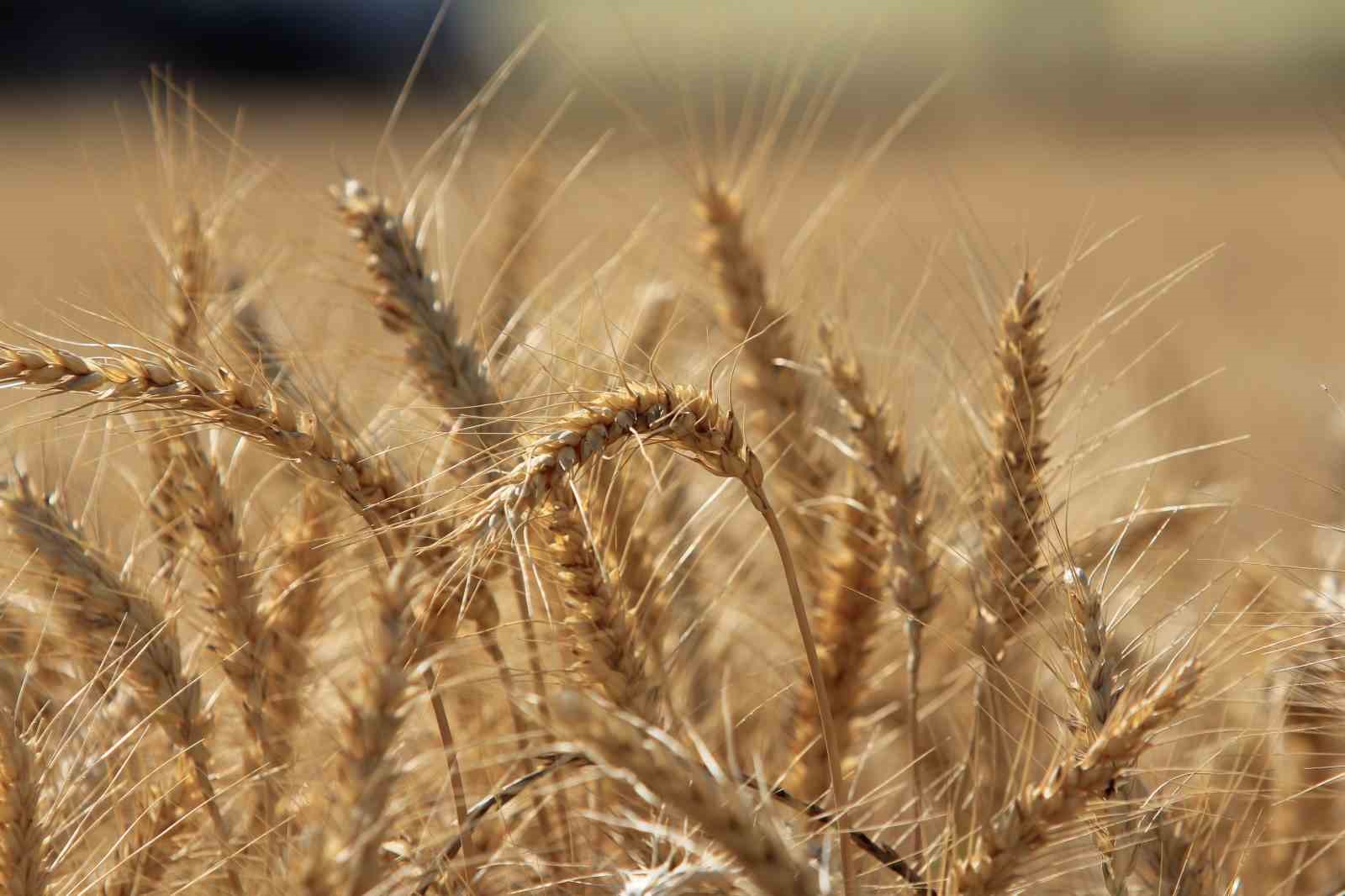 Küresel tahıl üretiminde tüm zamanların zirvesi geliyor