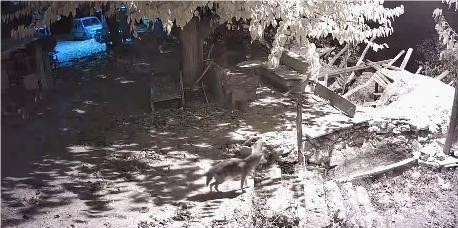 Elazığ’da evin etrafında yiyecek arayan çakal kamerada
