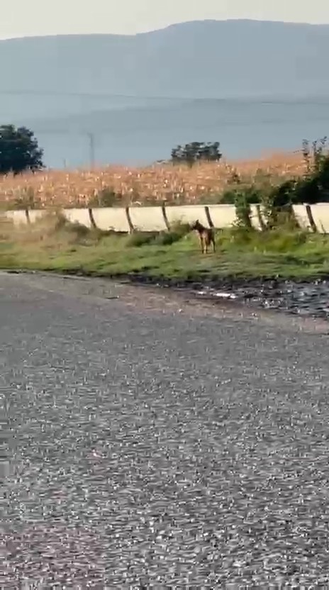 Popülasyonu artan kurtlar köylere indi