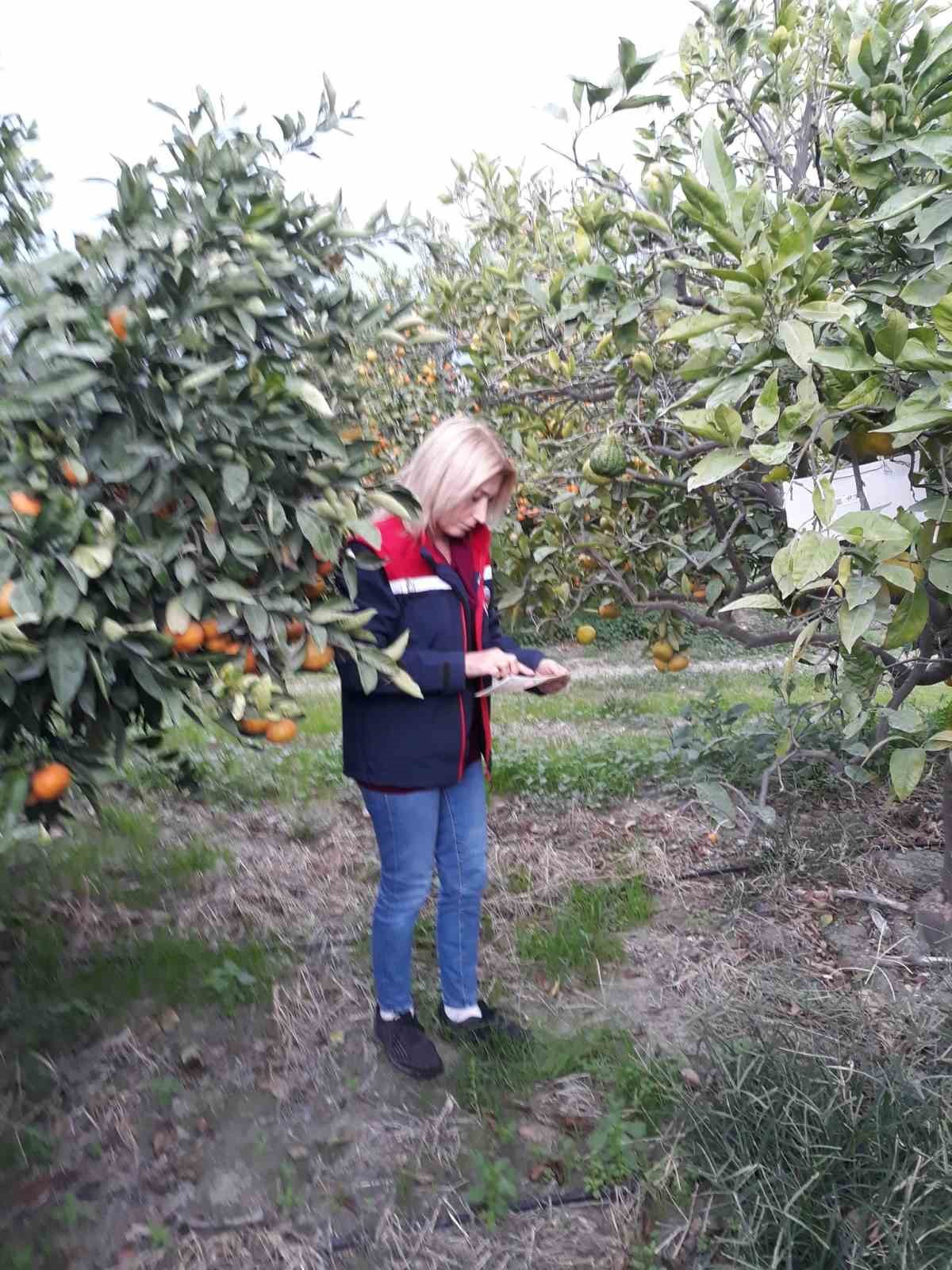 Söke’de zararlı popülasyonunda artış görüldü