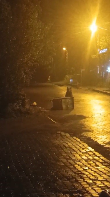 Sarıkamış’ta ayılar kış uykusunu unuttu