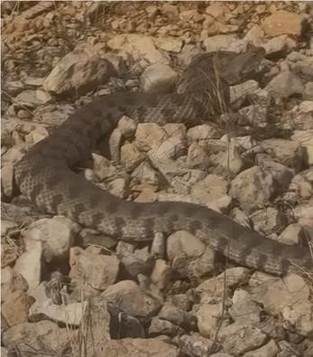 Tek ısırığı bir insanı öldürmeye yeten dev engerek yılanı görüntülendi