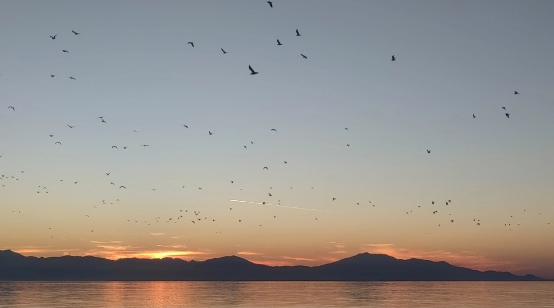 Van Gölü üzerinde kuş sürüsünün görsel şöleni
