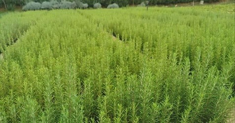 Muğla’da atıl araziler biberiye ile canlanıyor
