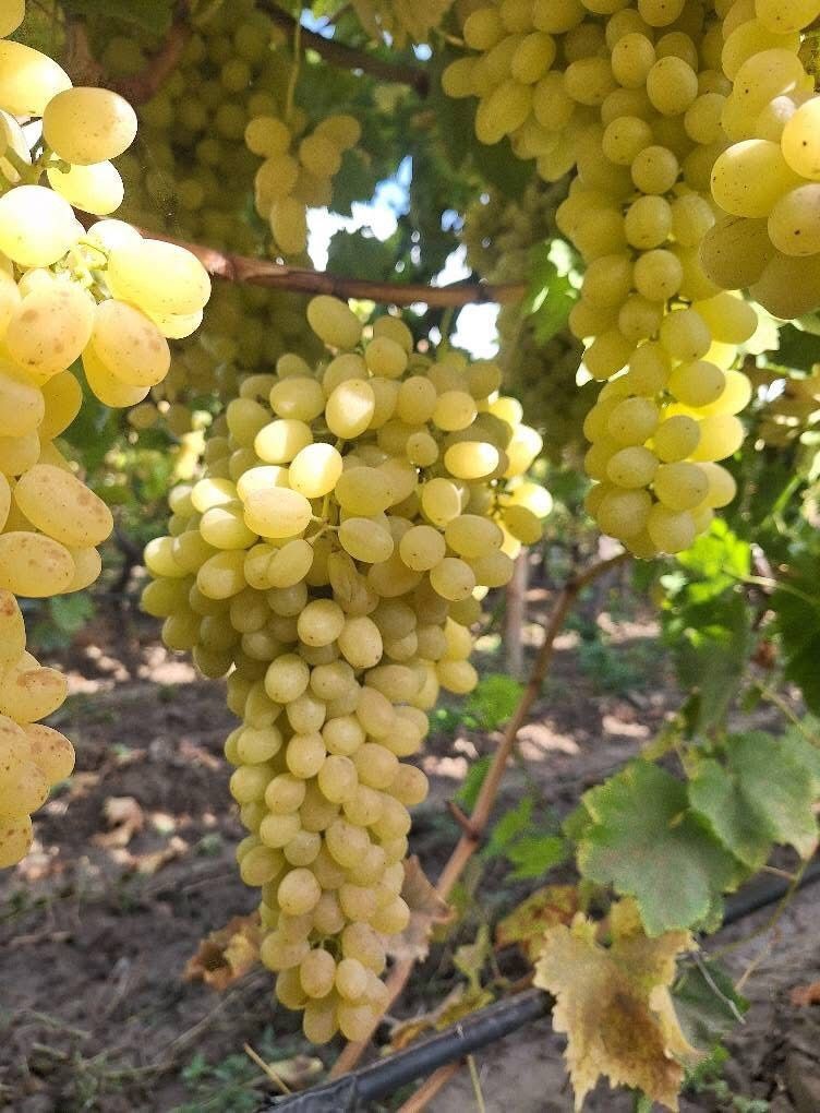 Sarıgöl’de üzüm fiyatları dibe vurdu