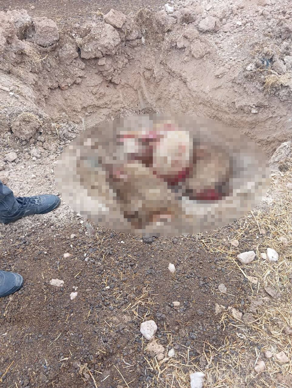 Şanlıurfa’da başıboş köpek dehşeti: 5 koyun telef oldu