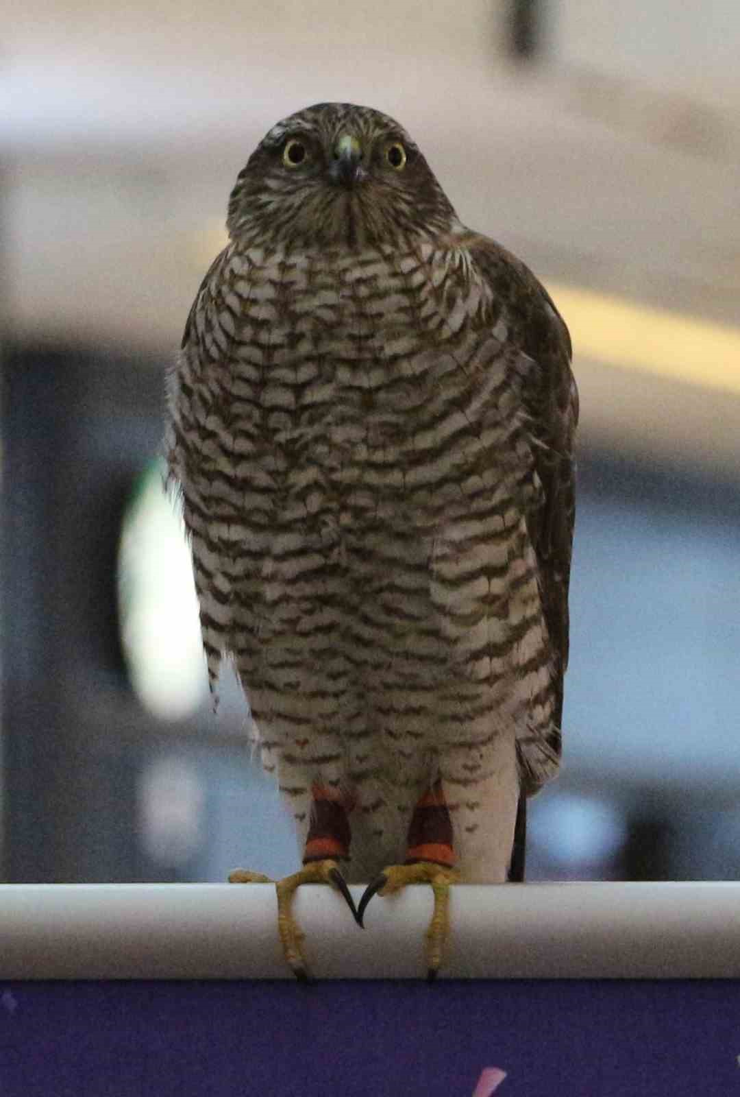 Rize’de "Atmaca Güzellik Yarışması" düzenlendi
