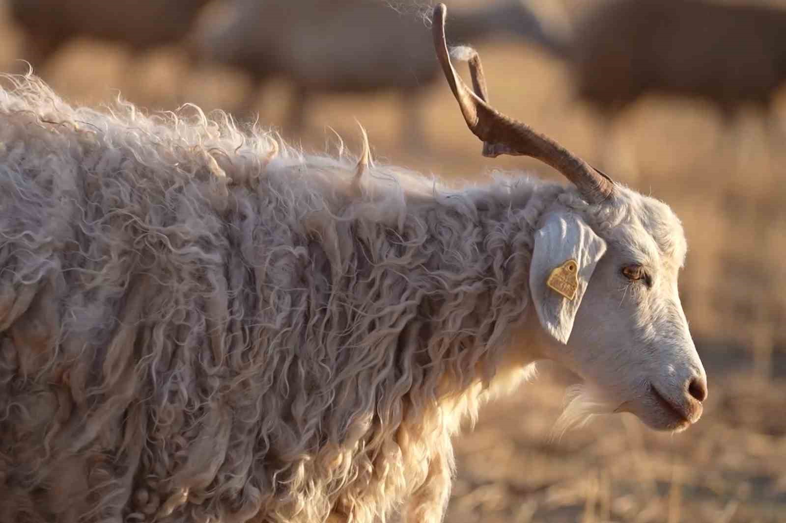 Medya dünyasından hayvancılığa: İstanbul stresini bırakıp köyde huzuru buldu
