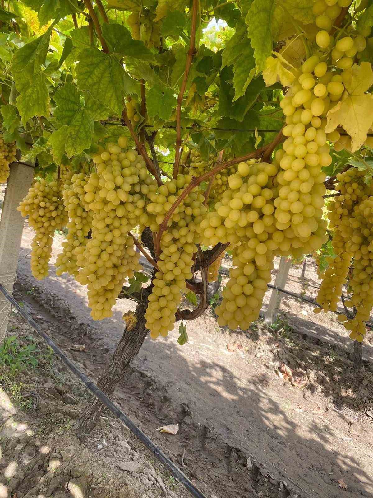 Sarıgöl’de örtüaltı üzüm hasadı devam ediyor

