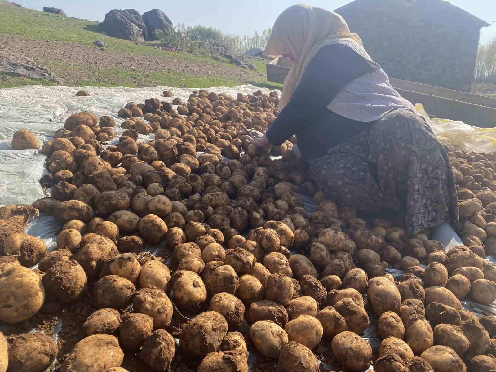 Ağrı’da kışlık patatesler geleneksel yöntemle toprağa gömülerek korunuyor
