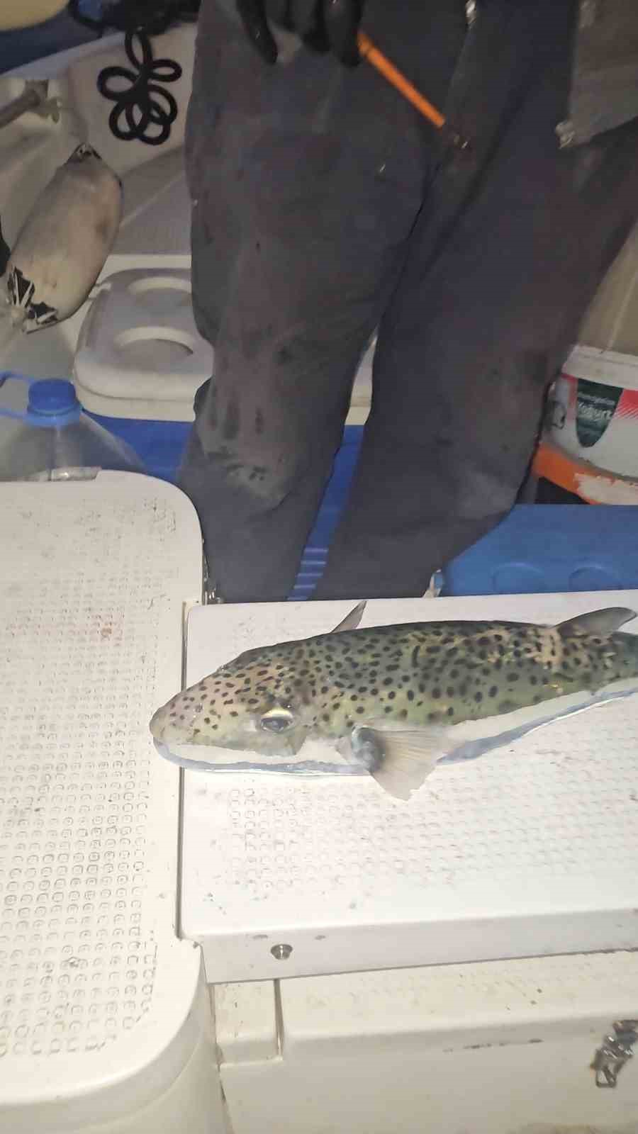 Gemlik Körfezi’nde benekli balon balığı şoku
