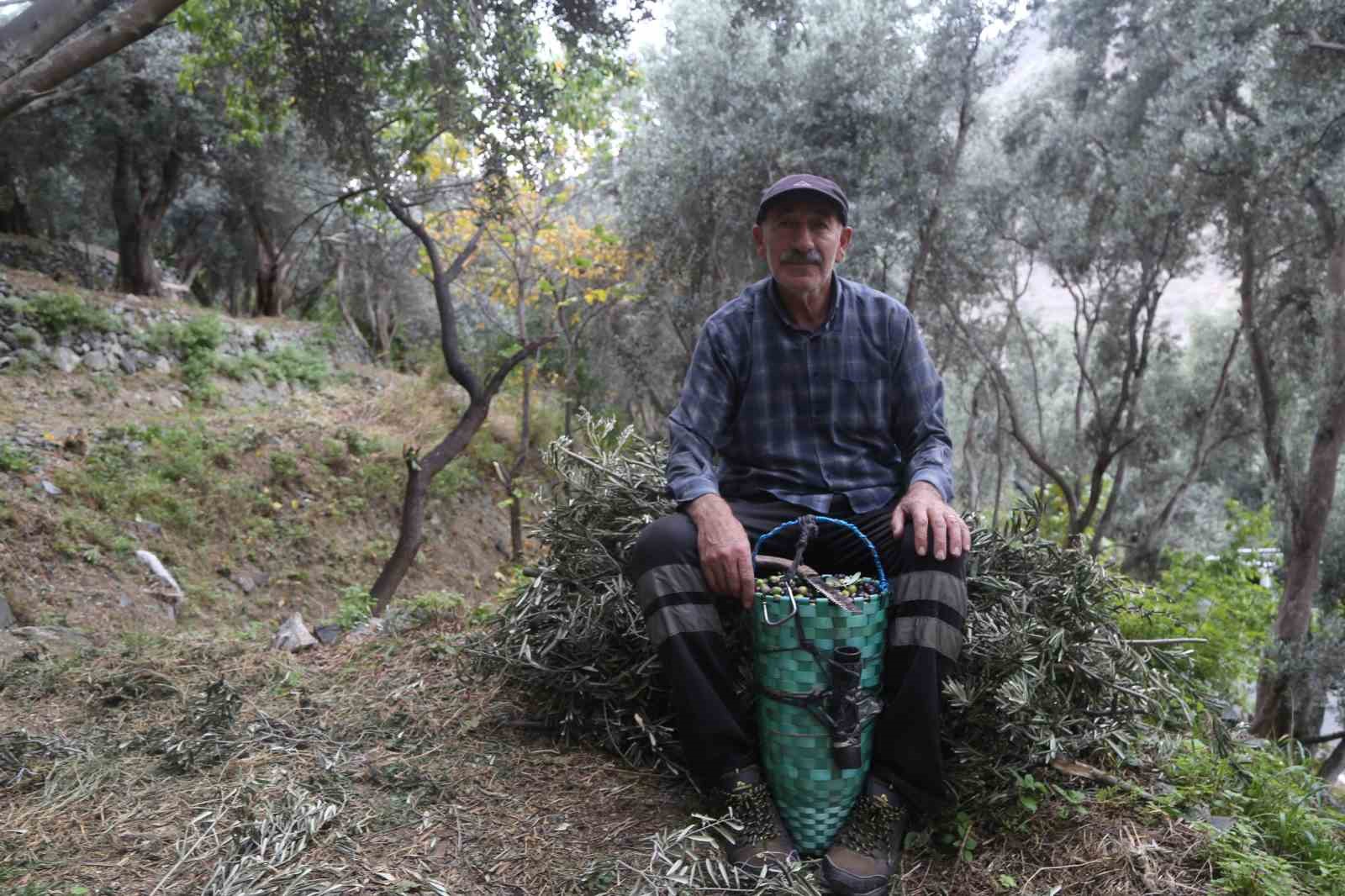 Artvin’de Butko Zeytininin hasadı devam ediyor