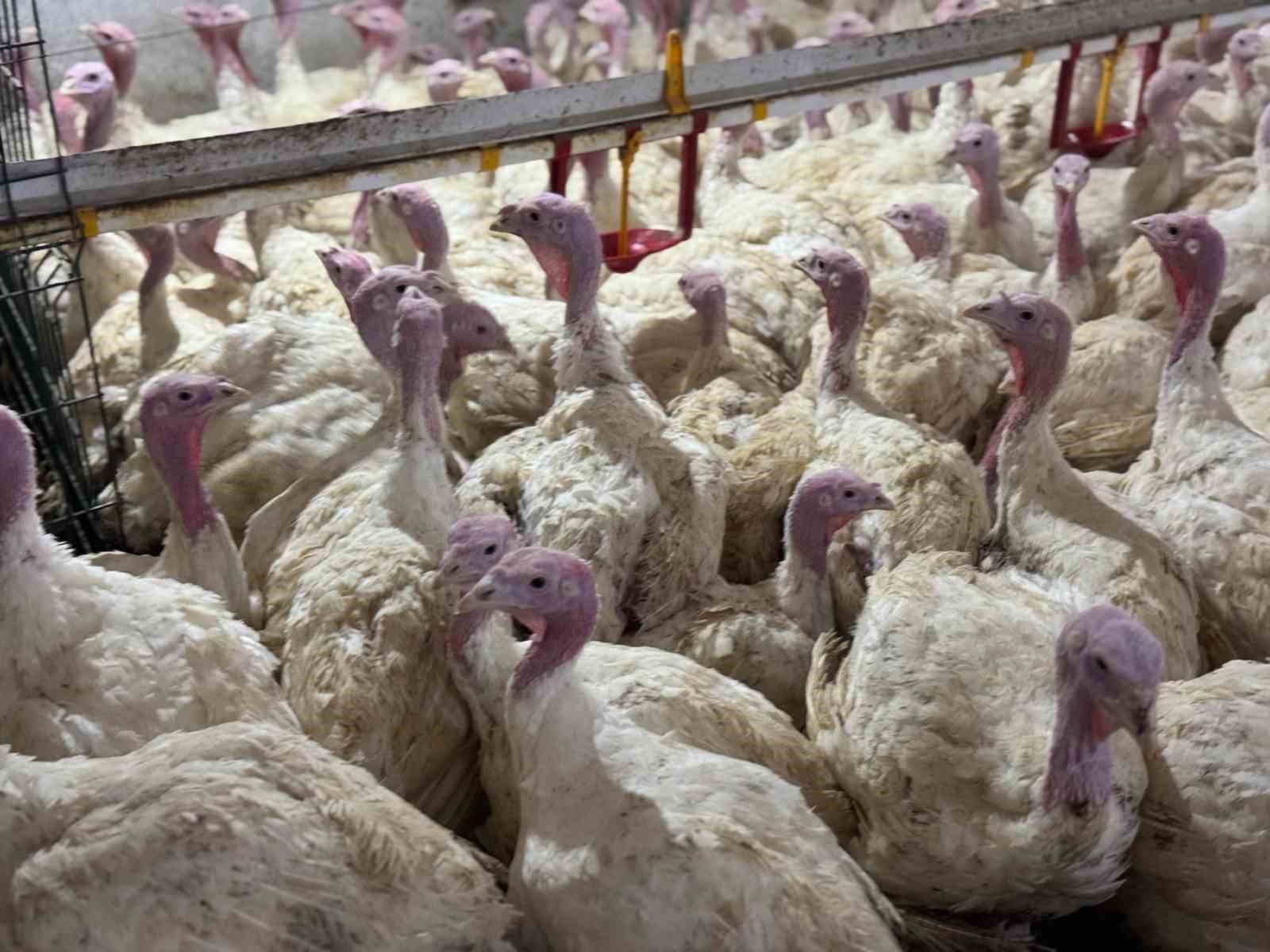 Bolu’da üreticilere "kuş gribi" uyarısı
