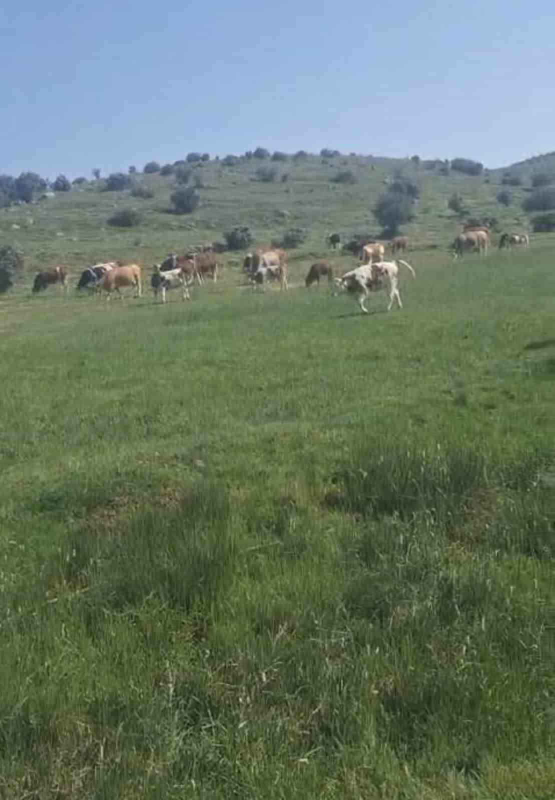 Yaylada görülen engerek yılanı merak ve korkuya neden oldu
