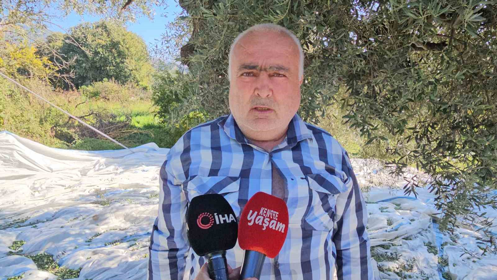 Aydın’da zeytin hasadı sürüyor
