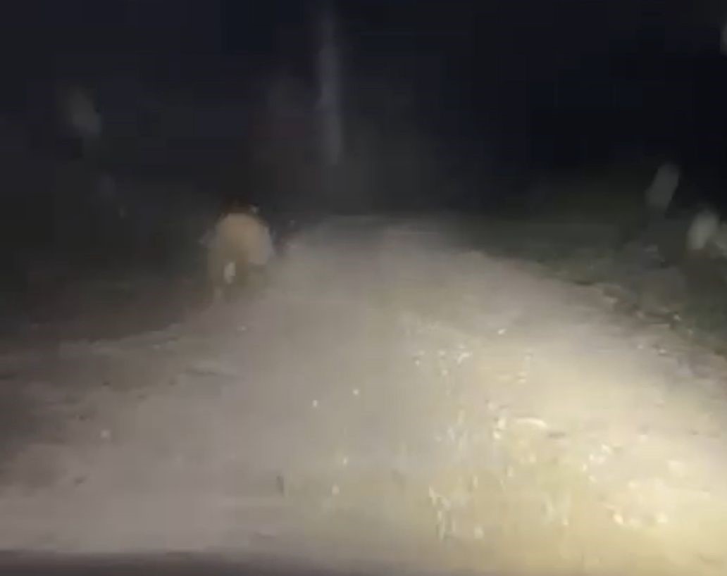 Aracın ışıklarından korkan ayı böyle kaçtı
