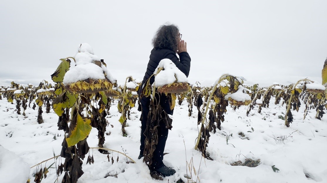 Profesörden karlı bir ayçiçeği tarlasında şaşırtan performans
