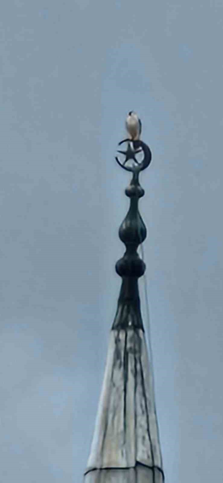 Bartın’da gökdoğan heyecanı
