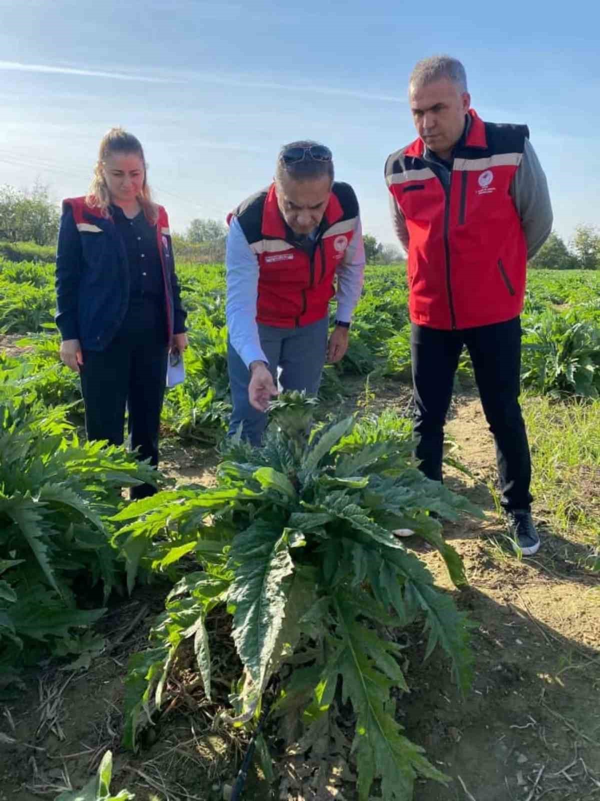 Aydın’da enginar üretimi yükselişte