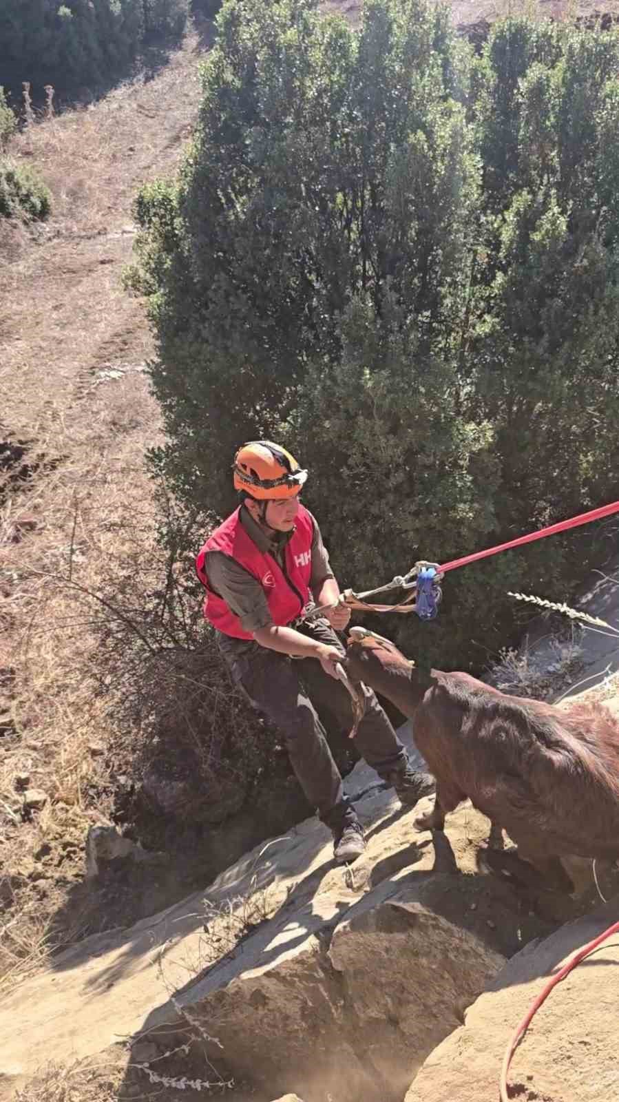 Kaya oyuğuna düşen ve 3 gün mahsur kalan keçi, film gibi operasyonla kurtarıldı

