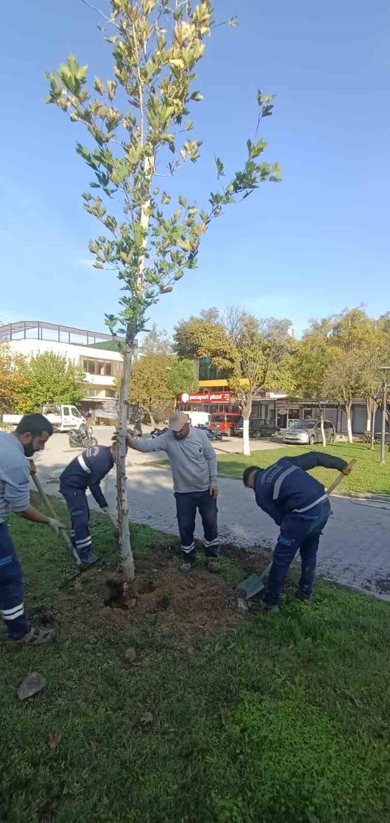 Yunusemre’de ağaçlandırma çalışmaları sürüyor
