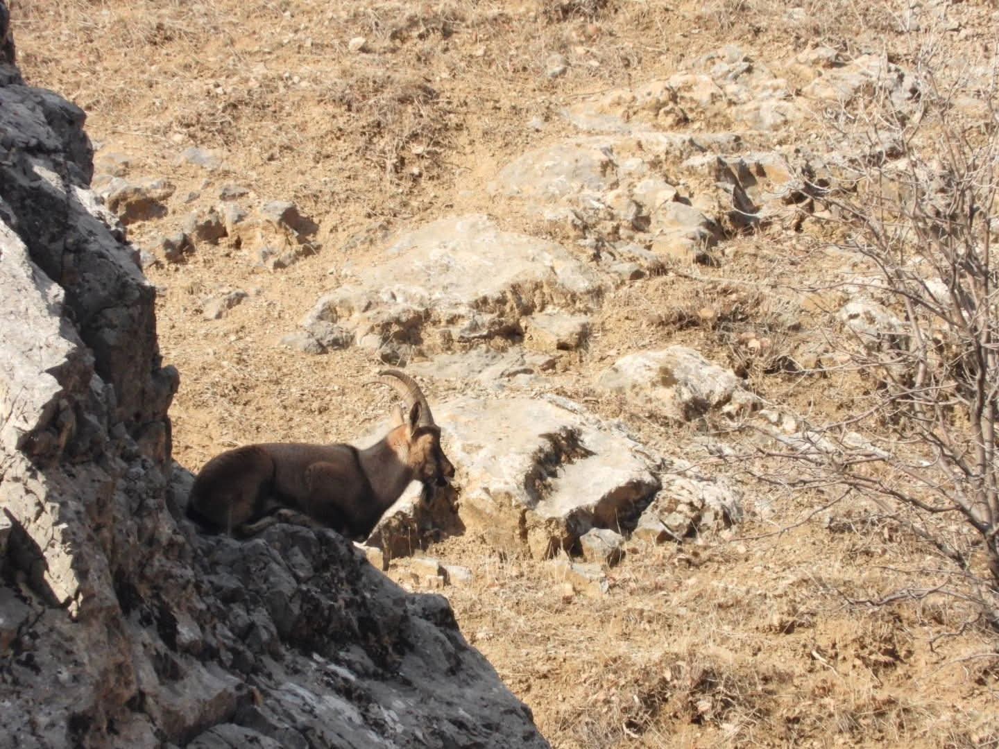 Malatya’da dağ keçileri görüntülendi
