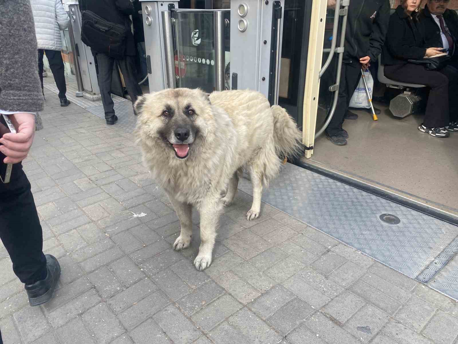 Tramvaya binen sevimli köpek ilgi odağı oldu
