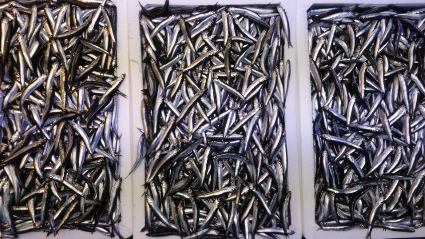 Karadeniz son 35 yılın en bereketli hamsi sezonunu yaşıyor