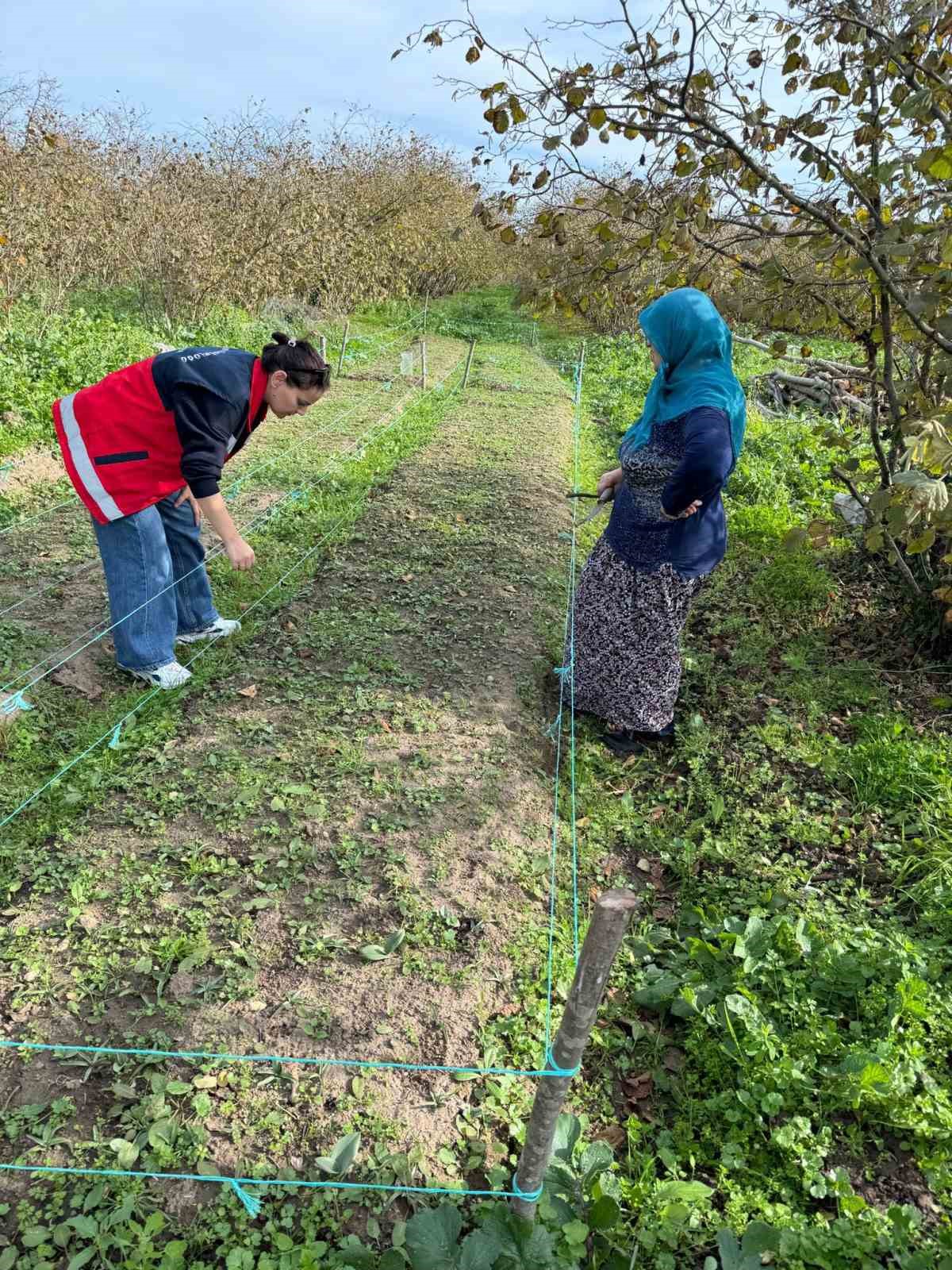 Çarşamba Ovası’nın yeni gözdesi: Salep
