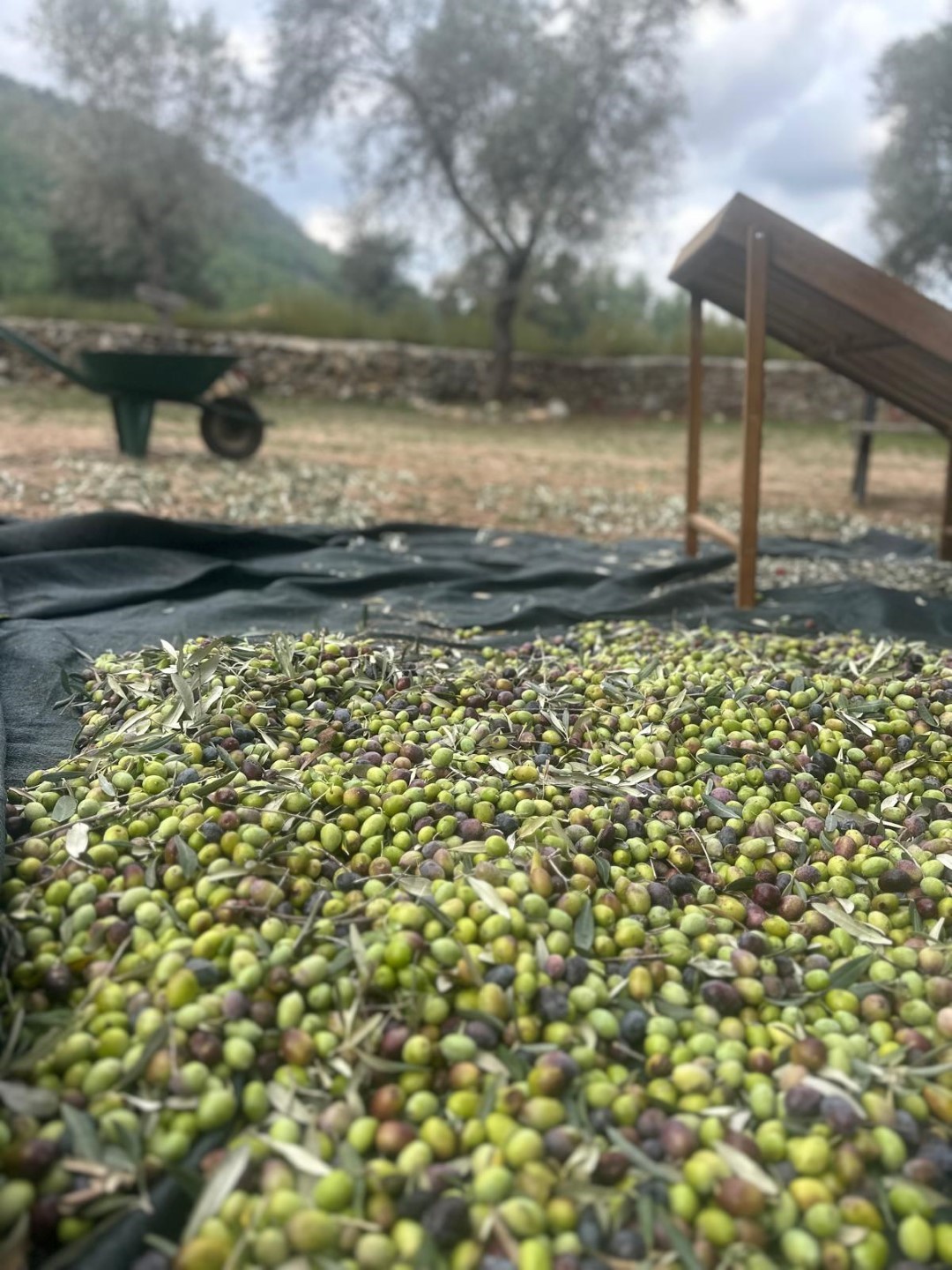 Bodrum’da zeytin hasadı başladı